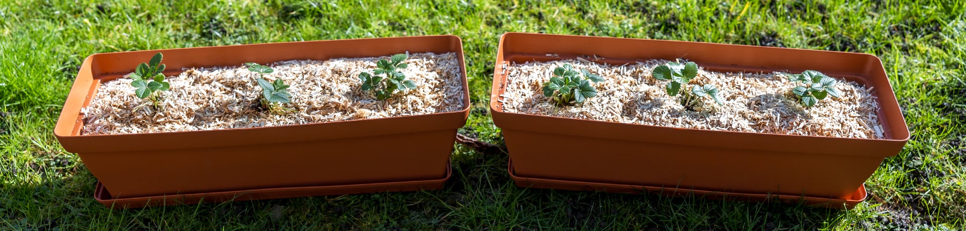 planter des fraisiers en pot