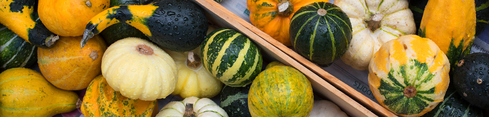 Courge spaghetti
