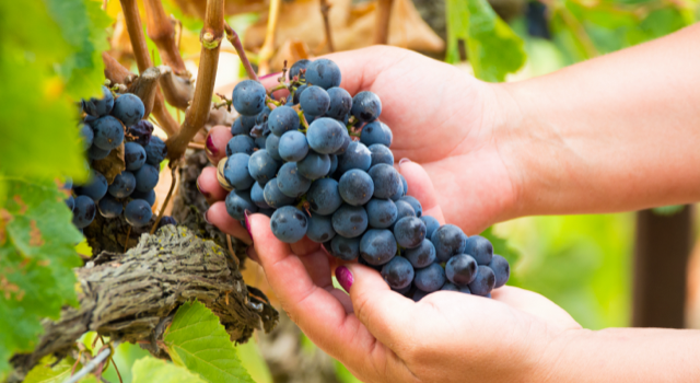 Vins du Languedoc
