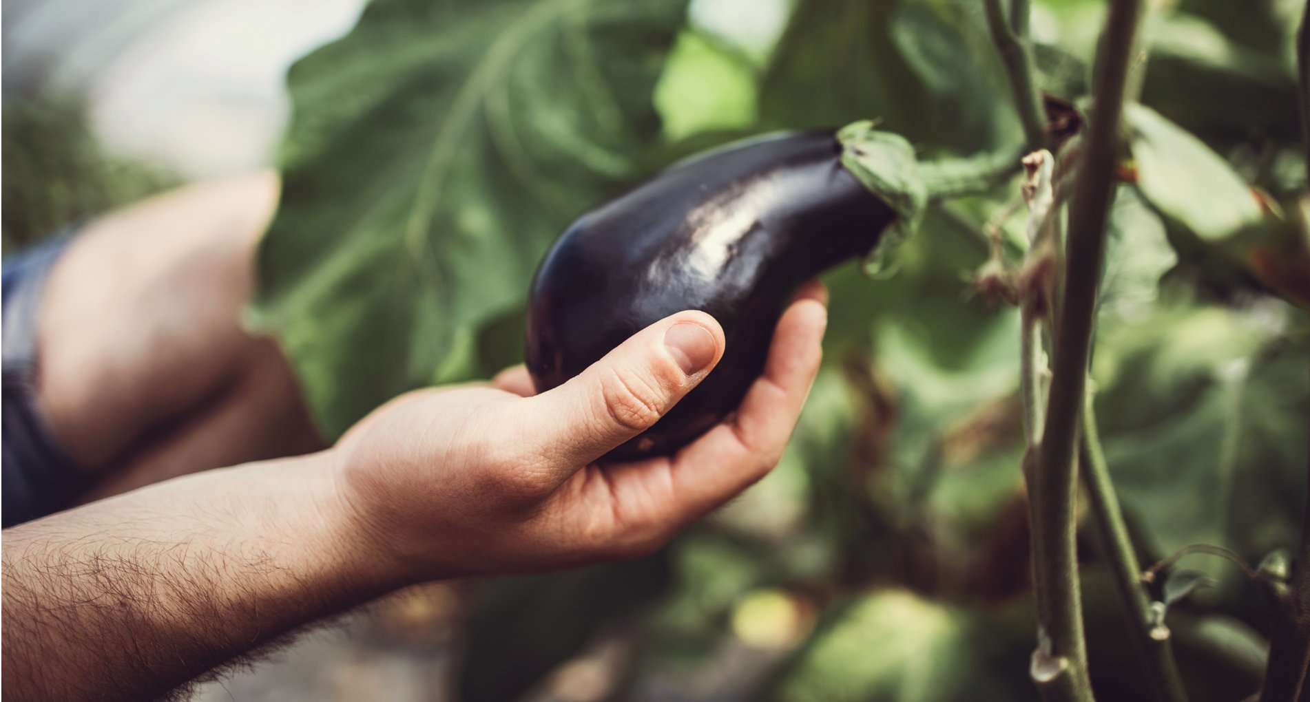 Cueillir l'aubergine