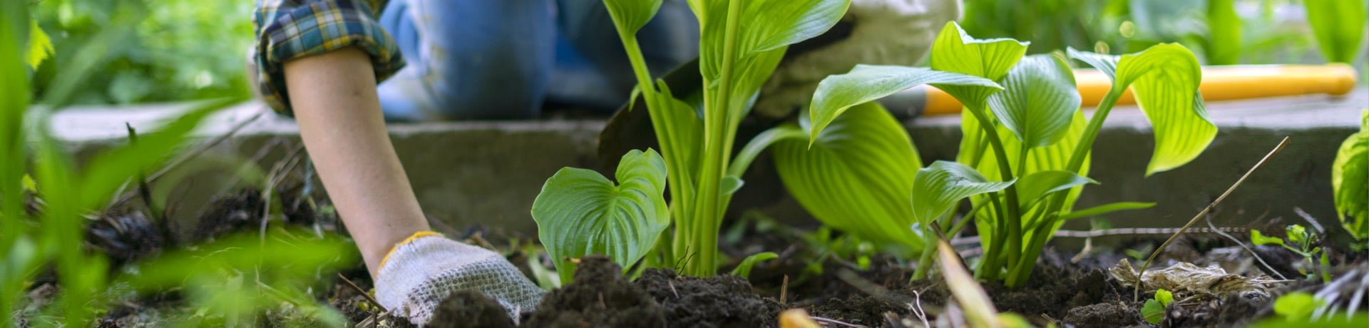 Calendrier du potager