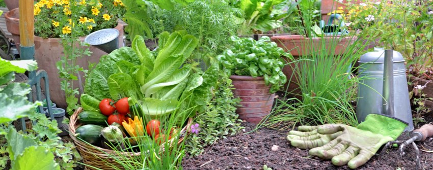 Calendrier de plantation en &eacute;t&eacute;
