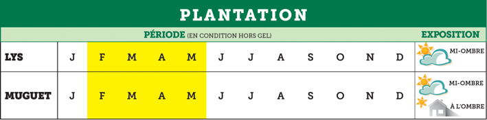 Comment planter ses lys ou son muguet