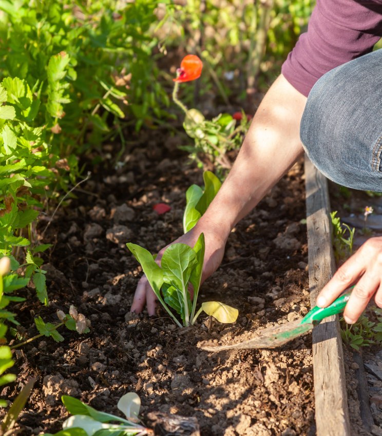 Potager d'été