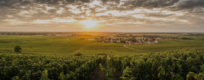 vins de bourgogne