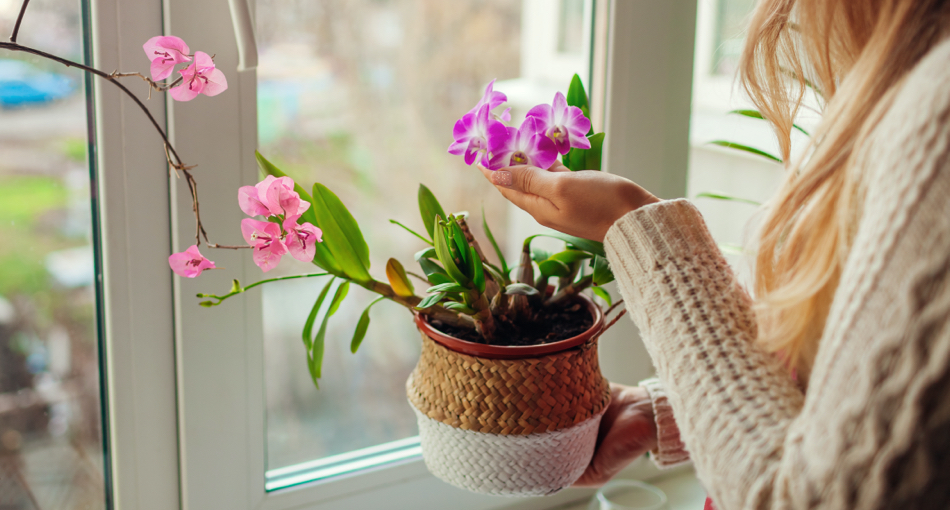 Orchidées