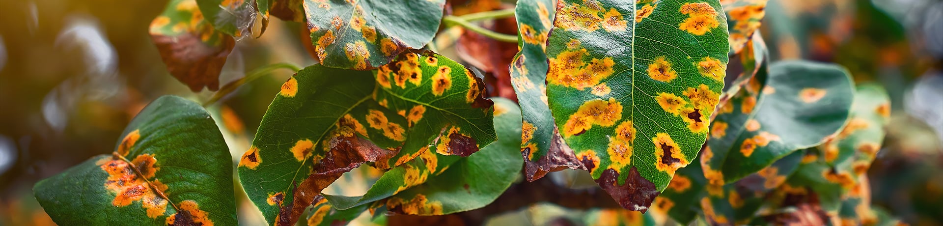 Soigner plantes