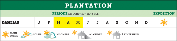 Quand planter ses dahlias ?