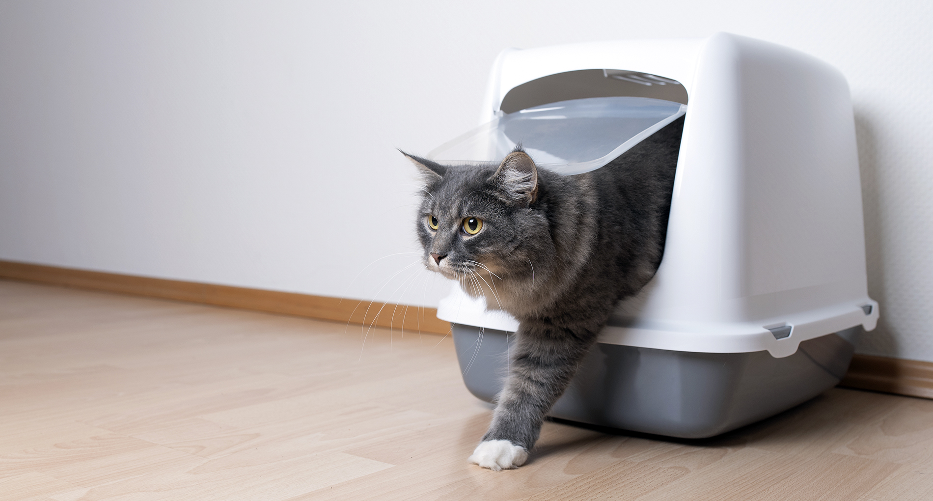 litti&egrave;re pour chat