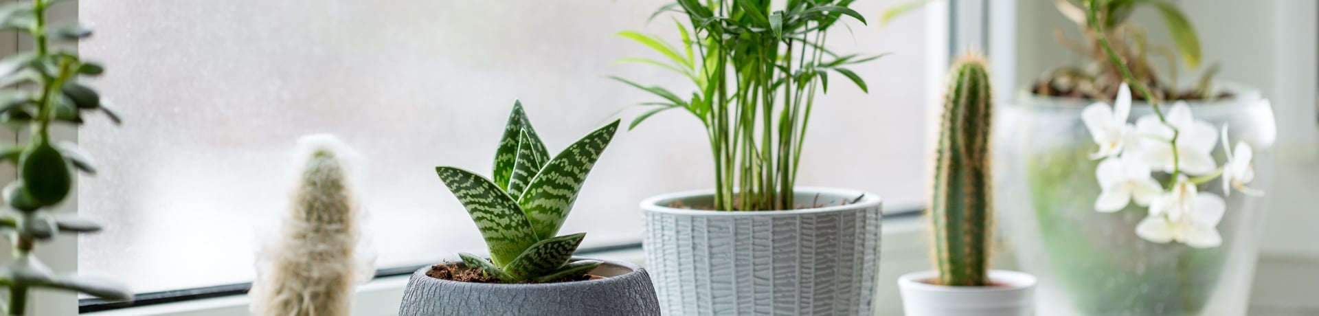 Conseils plantes int&eacute;rieures