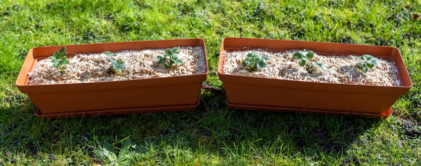 planter des fraisiers en pot