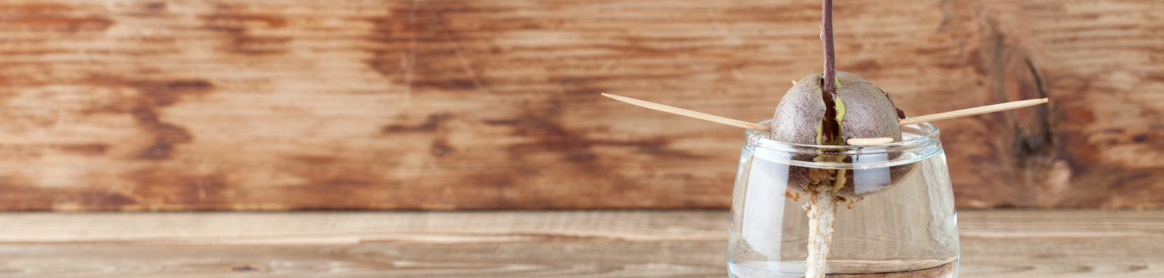 comment faire pousser un avocat ?