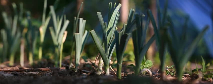 Plantations d'hiver