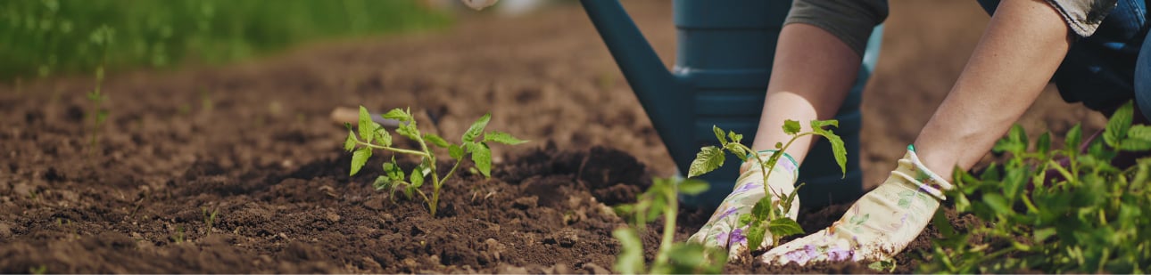 Que planter au printemps ?
