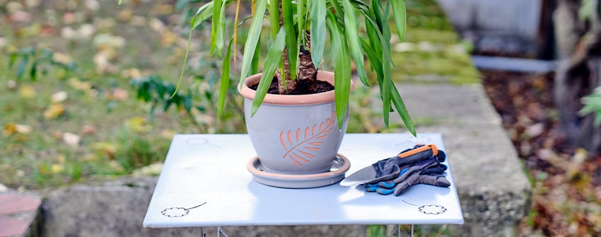 Plante
