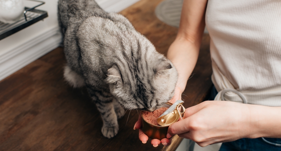 nourriture chat