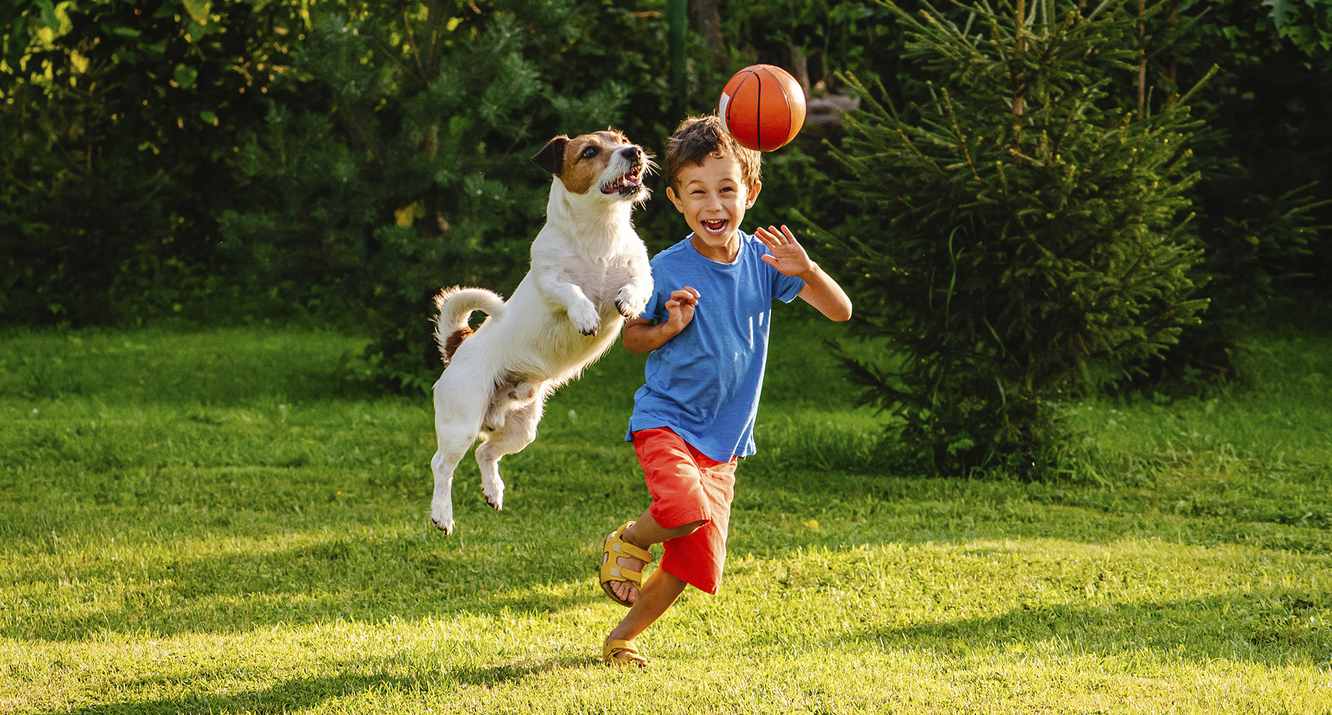 jeux pour chien jeux pour chien