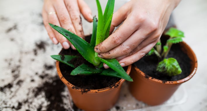 Conseils plantes int&eacute;rieures