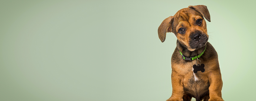 Guide d'achat : Collier pour chien