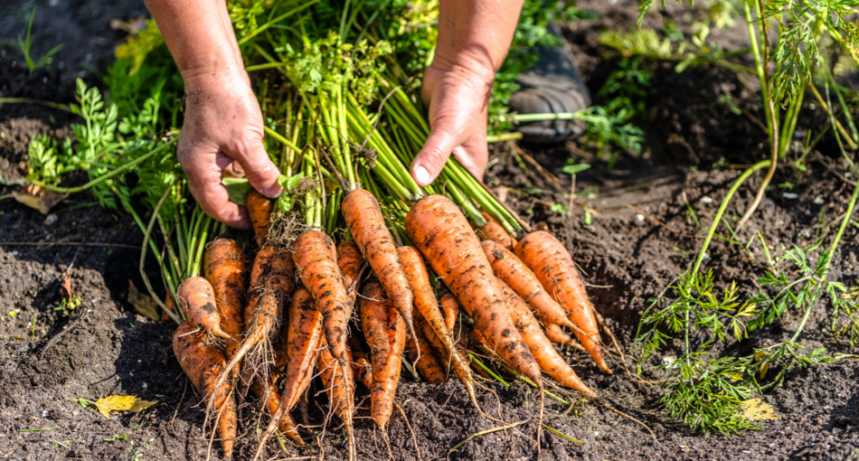 Carotte du potager