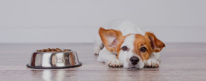 Animaux