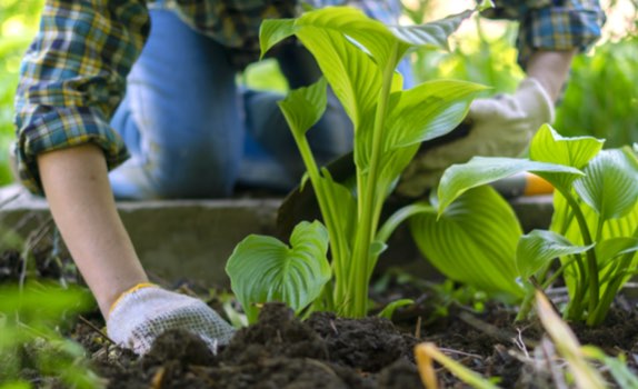 Jardinier en train de planter