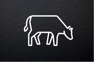 Picto vache Picto vache