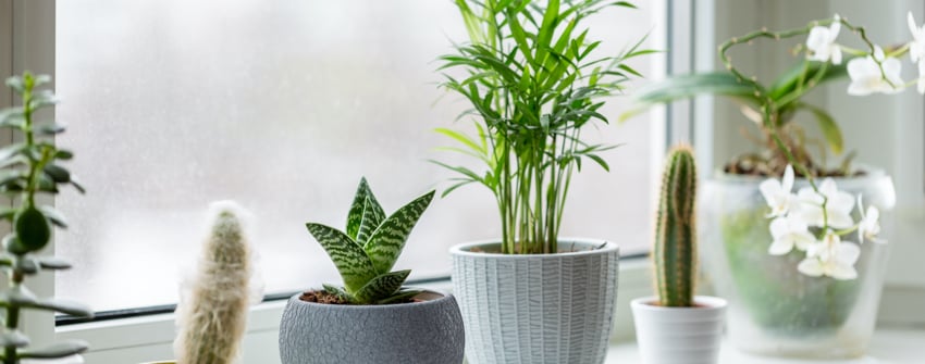 Conseils plantes int&eacute;rieures