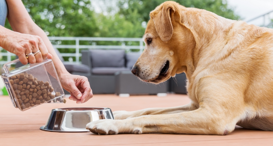 nourriture pour chien