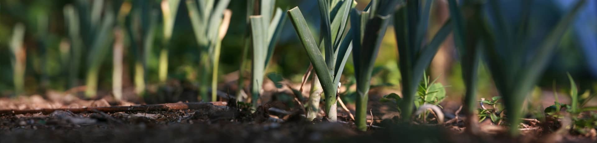 Plantations d'hiver