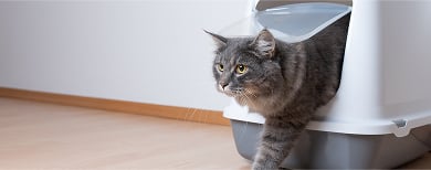 quelle liti&egrave;re pour chat