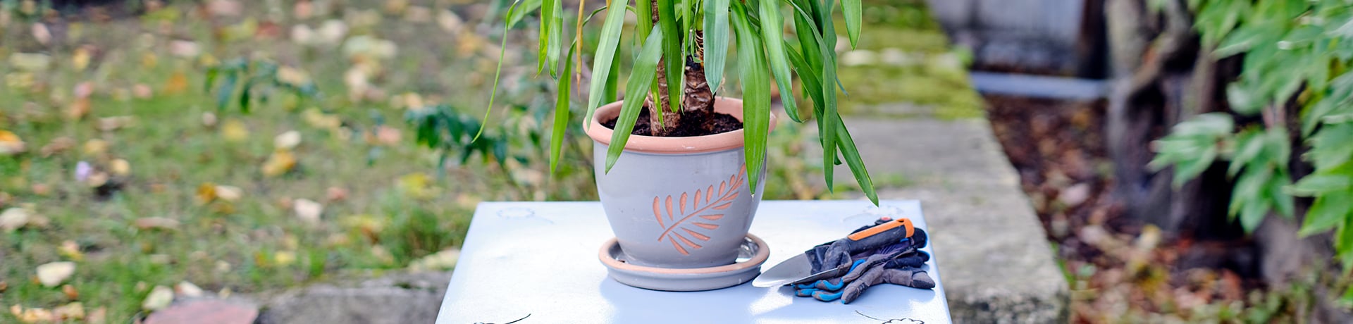 Plante