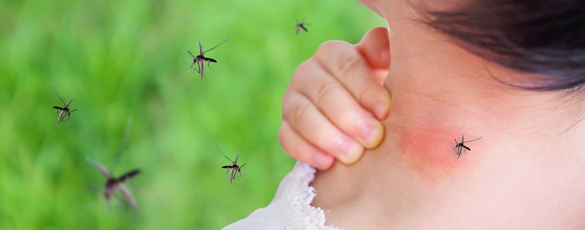 guide anti-moustique