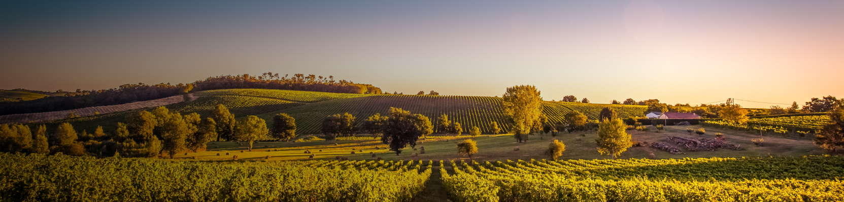 les vins de Bordeaux