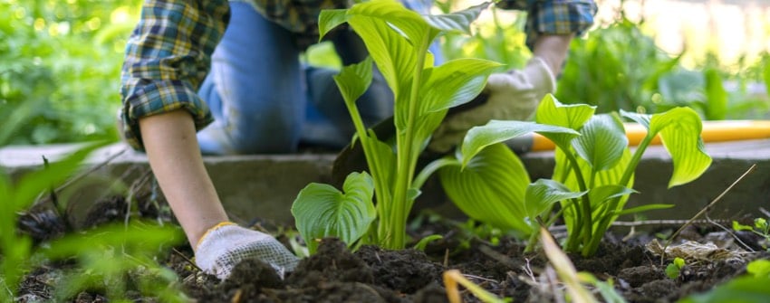 Calendrier du potager