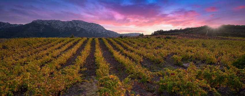 Vignoble Languedoc Roussillon