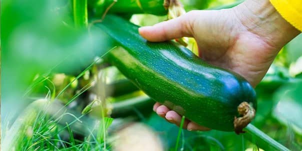 Courgettes