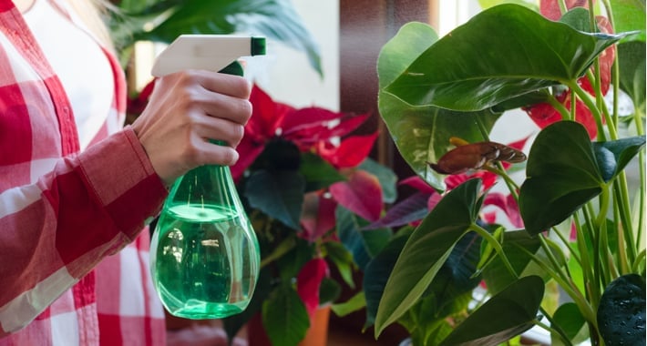 Conseils plantes int&eacute;rieures