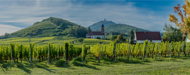 Les vins d'Alsace